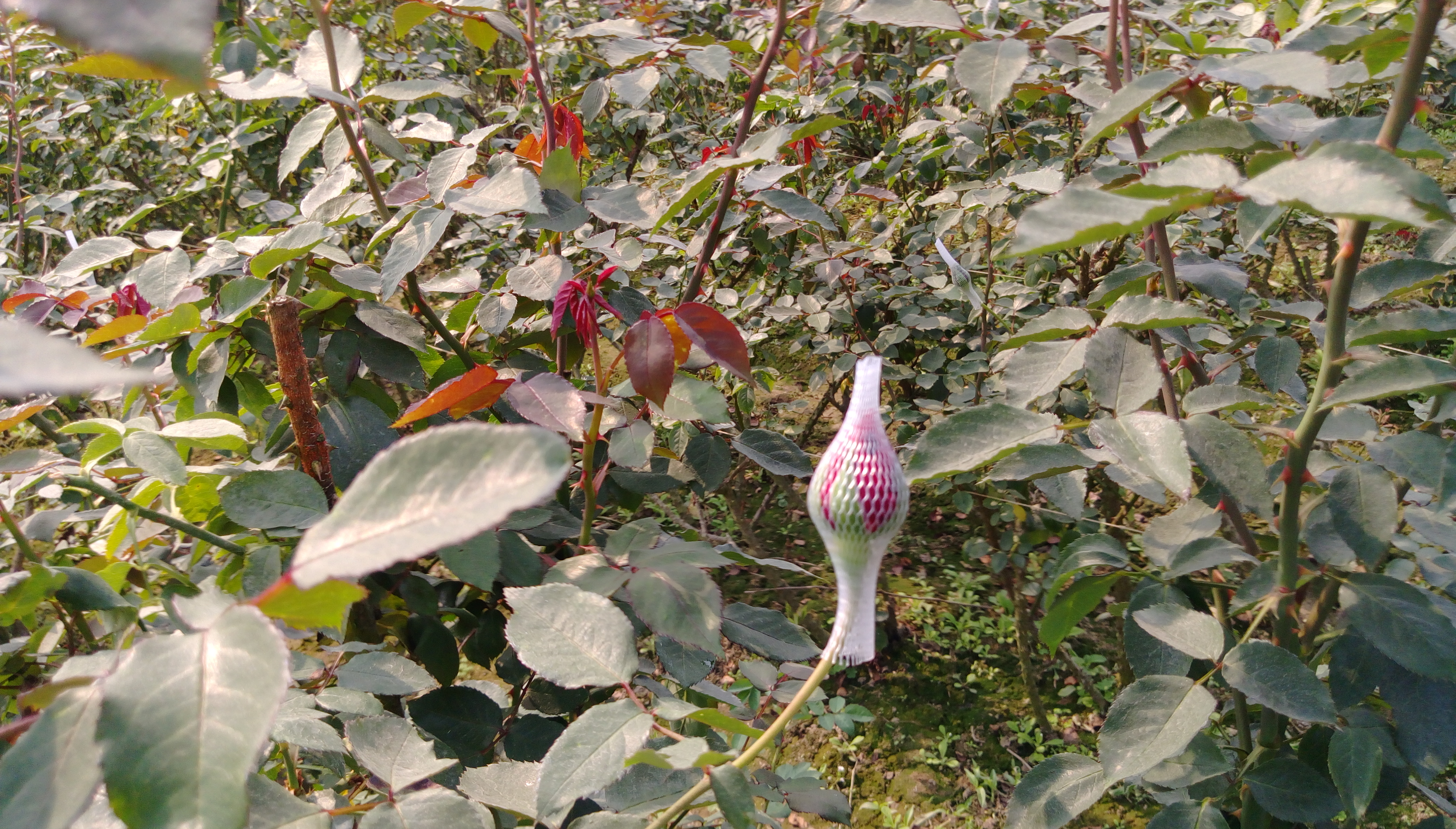 যশোরের শার্শা উপজেলার গদখালীতে গোলাপ বাগান। ছবি: SAIDUL HASAN / উইকিমিডিয়া কমন্স (CC BY-SA 4.0)