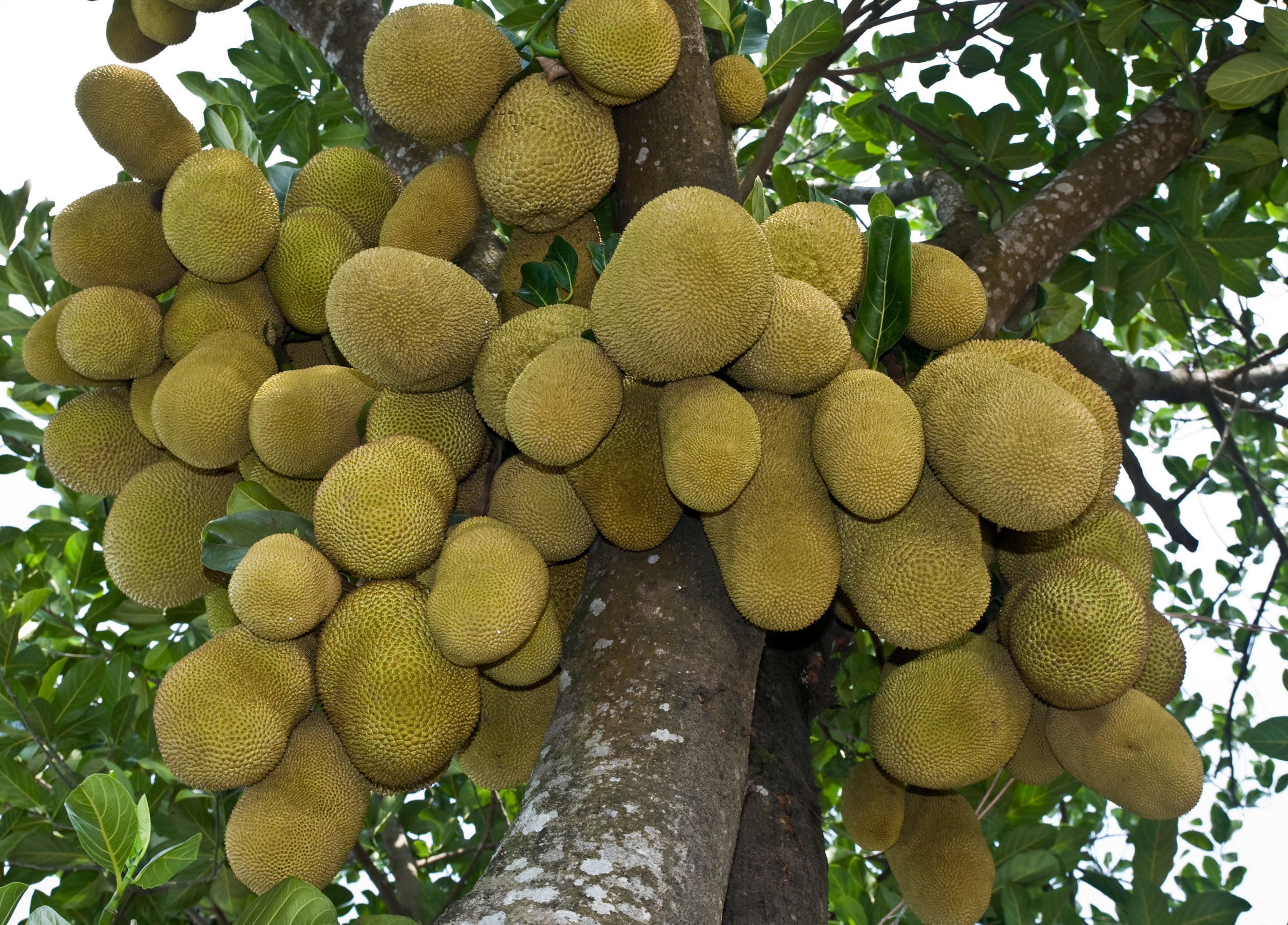 গাছে ঝুলন্ত কাঁঠাল, বাংলাদেশের জাতীয় ফল। ছবি: Balaram Mahalder / উইকিমিডিয়া কমন্স (CC BY-SA 3.0)