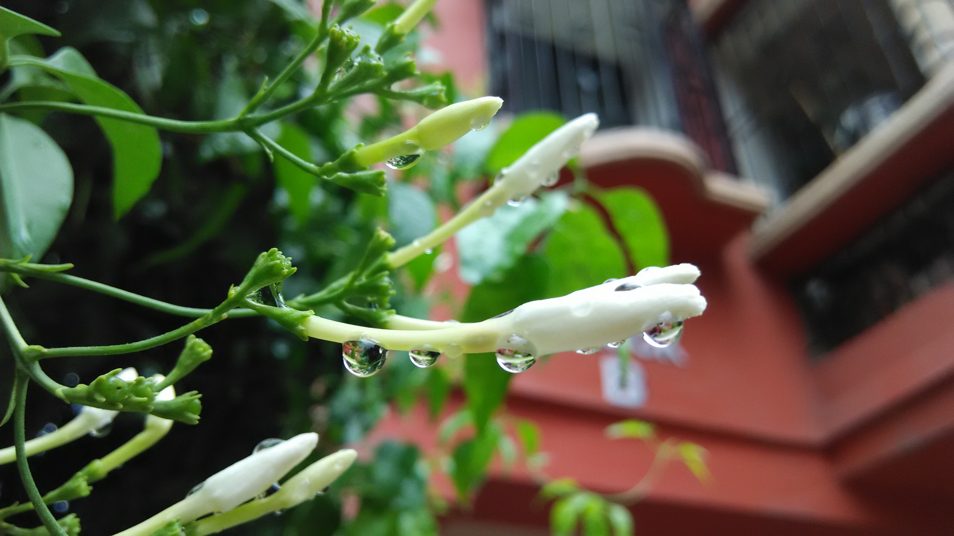 বৃষ্টিভেজা জুঁই (Jasminum auriculatum) গাছের কুঁড়ি। ছবি: Sumita Roy Dutta / উইকিমিডিয়া কমন্স (CC BY-SA 4.0)