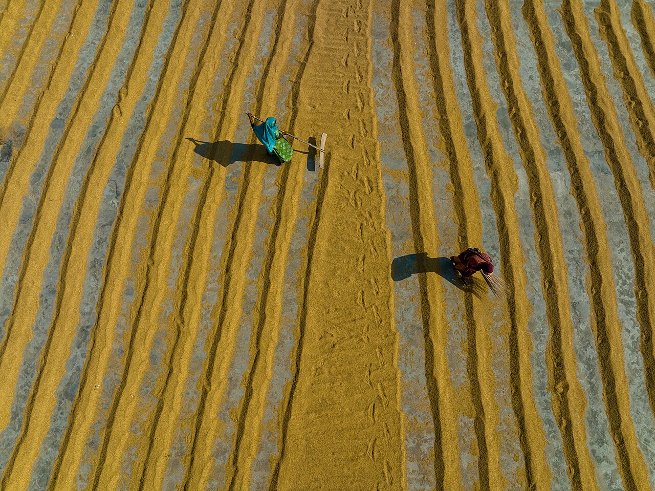 Glimpse, 7 October: paddy in the sun, early potatoes, nets rolled up and beehives