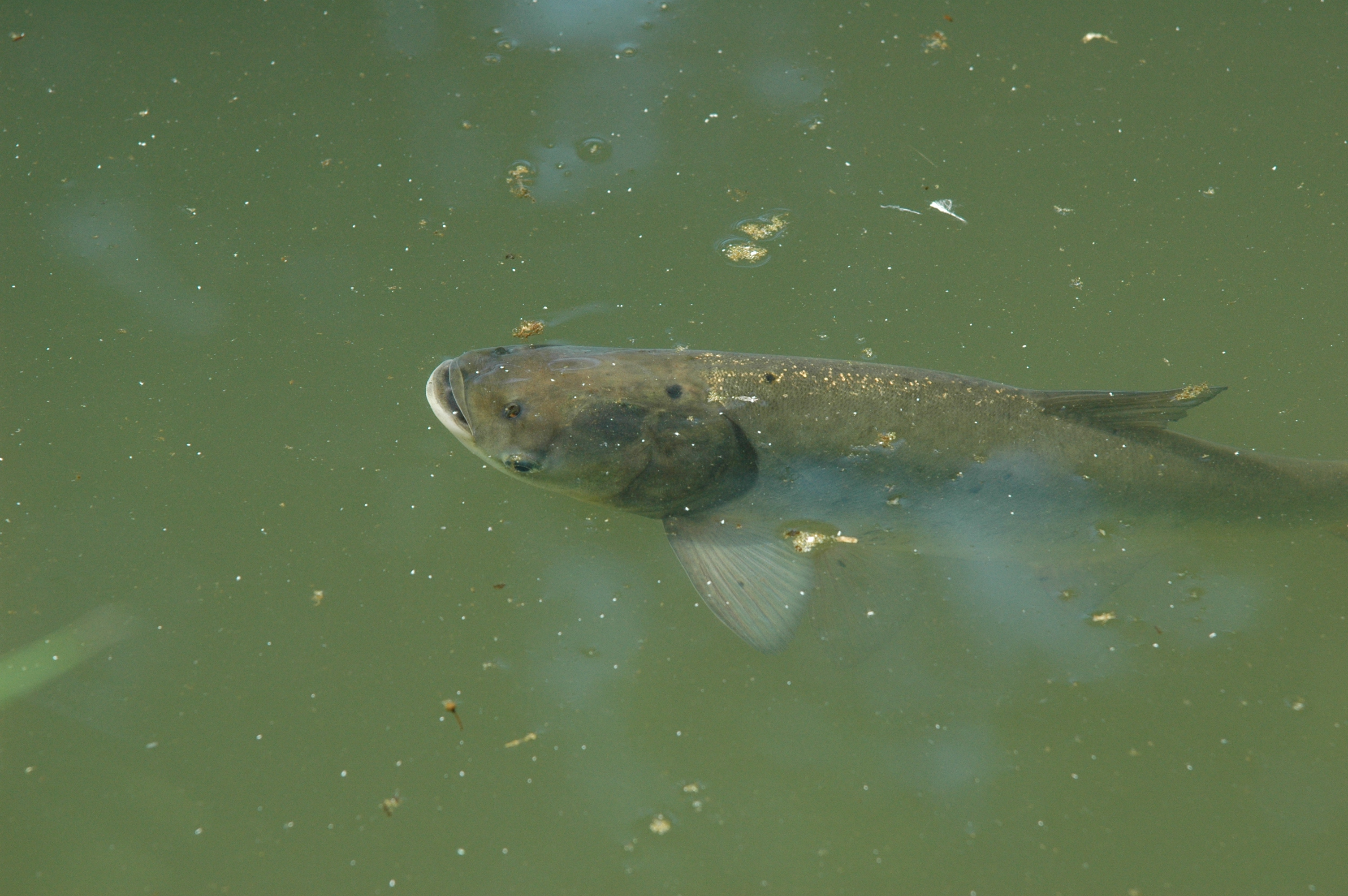 সিলভার কার্প (Hypophthalmichthys molitrix), পূর্ব এশিয়ার এই মাছ বাংলাদেশের পুকুরে ব্যাপকভাবে চাষ হয়। ছবি: Tino Strauss / উইকিমিডিয়া কমন্স (CC BY-SA 3.0)