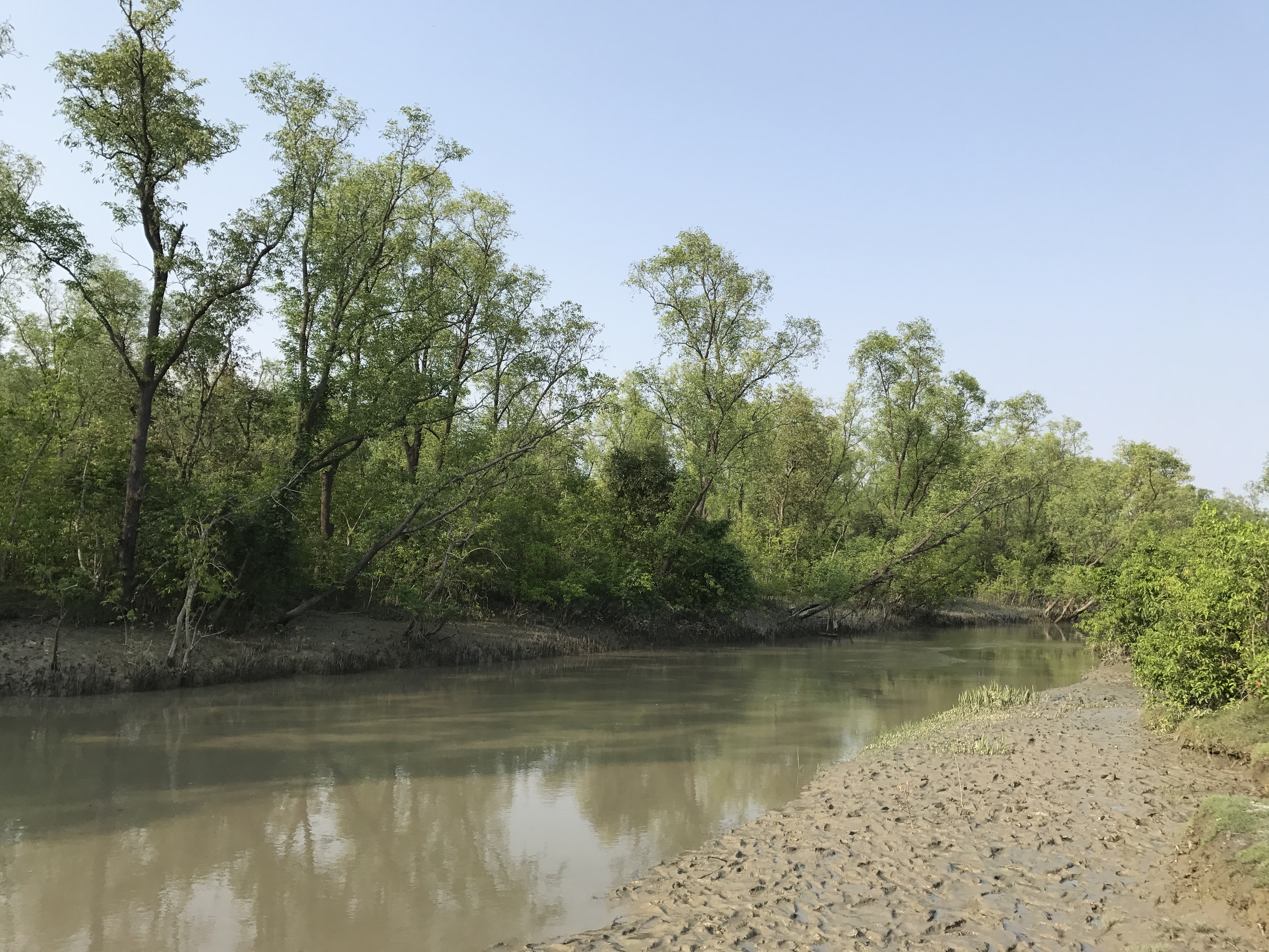 নোয়াখালীর হাতিয়ার নিঝুম দ্বীপের ম্যানগ্রোভ বন। ছবি: Mghh49 / উইকিমিডিয়া কমন্স (CC BY-SA 4.0)