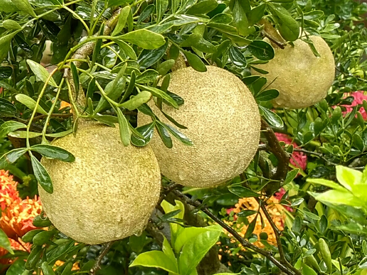Wood apples by the sackload: a busy dawn market by a Bogura rail crossing