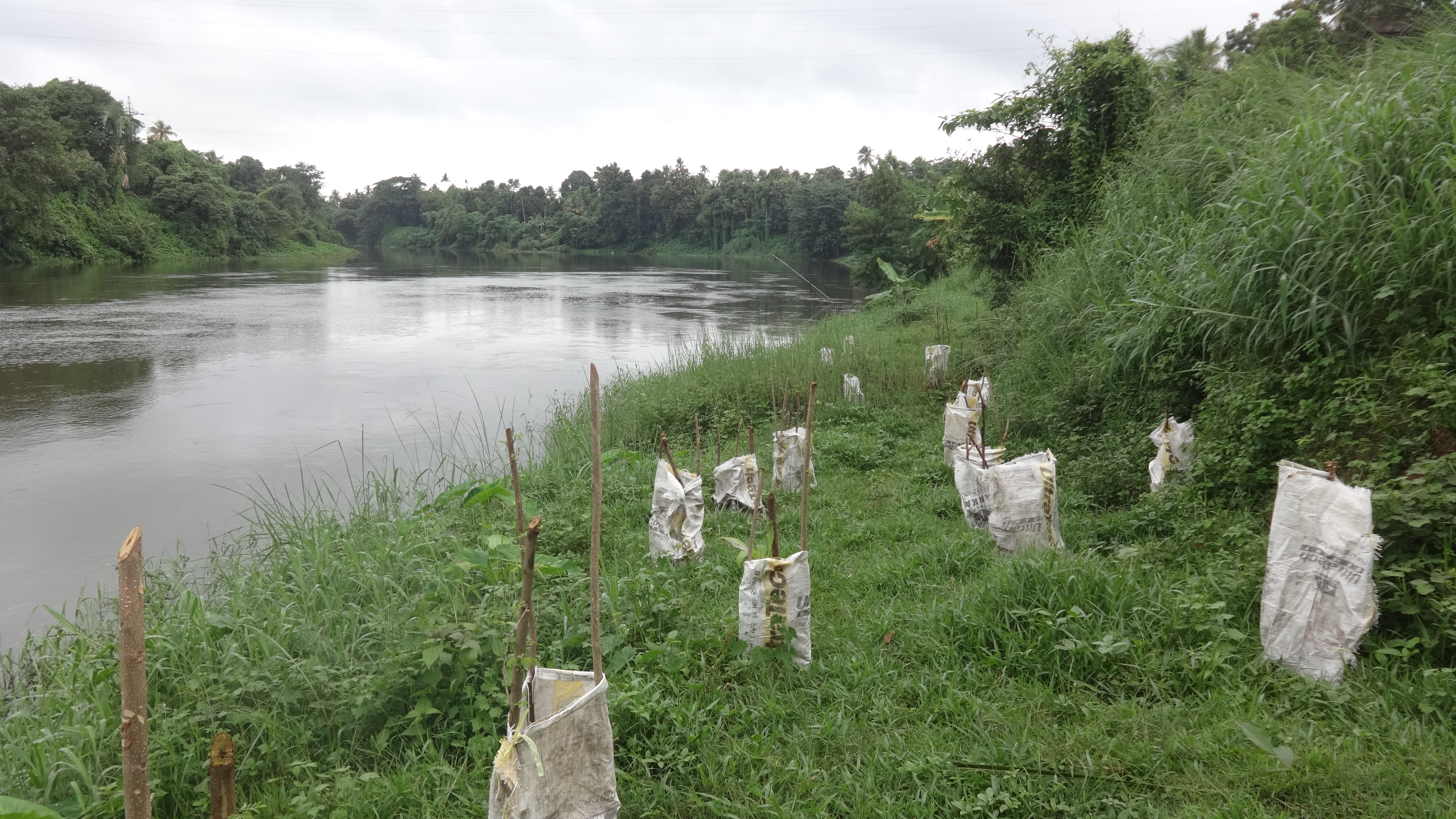 বস্তা ও ডালপালা দিয়ে তৈরি বেড়ায় ঘেরা কচি গাছ। ছবি: Zabna / উইকিমিডিয়া কমন্স (CC BY-SA 4.0)