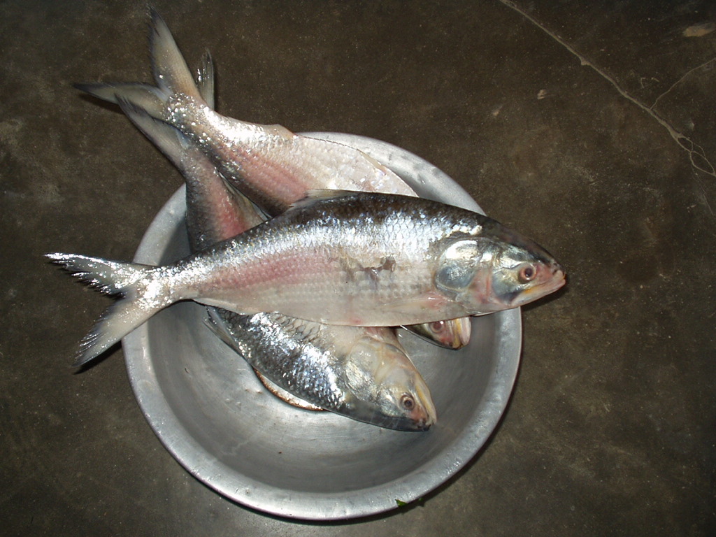 Hilsa (Tenualosa ilisha). Photo: Mamun2a / Wikimedia Commons (CC BY-SA 2.5)