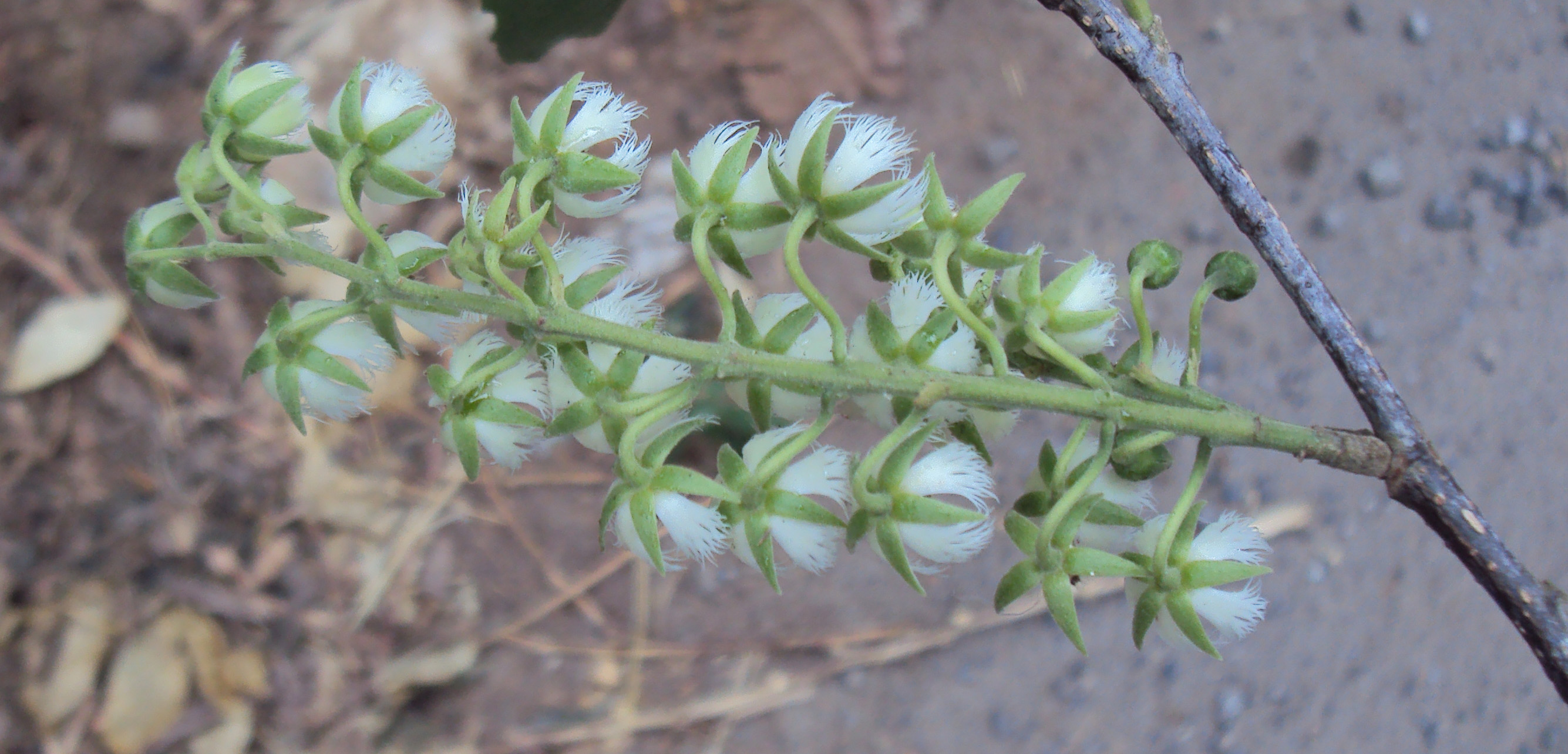জলপাই (Elaeocarpus serratus) গাছের ফুলের মঞ্জরি। ছবি: Vinayaraj / উইকিমিডিয়া কমন্স (CC BY-SA 3.0)