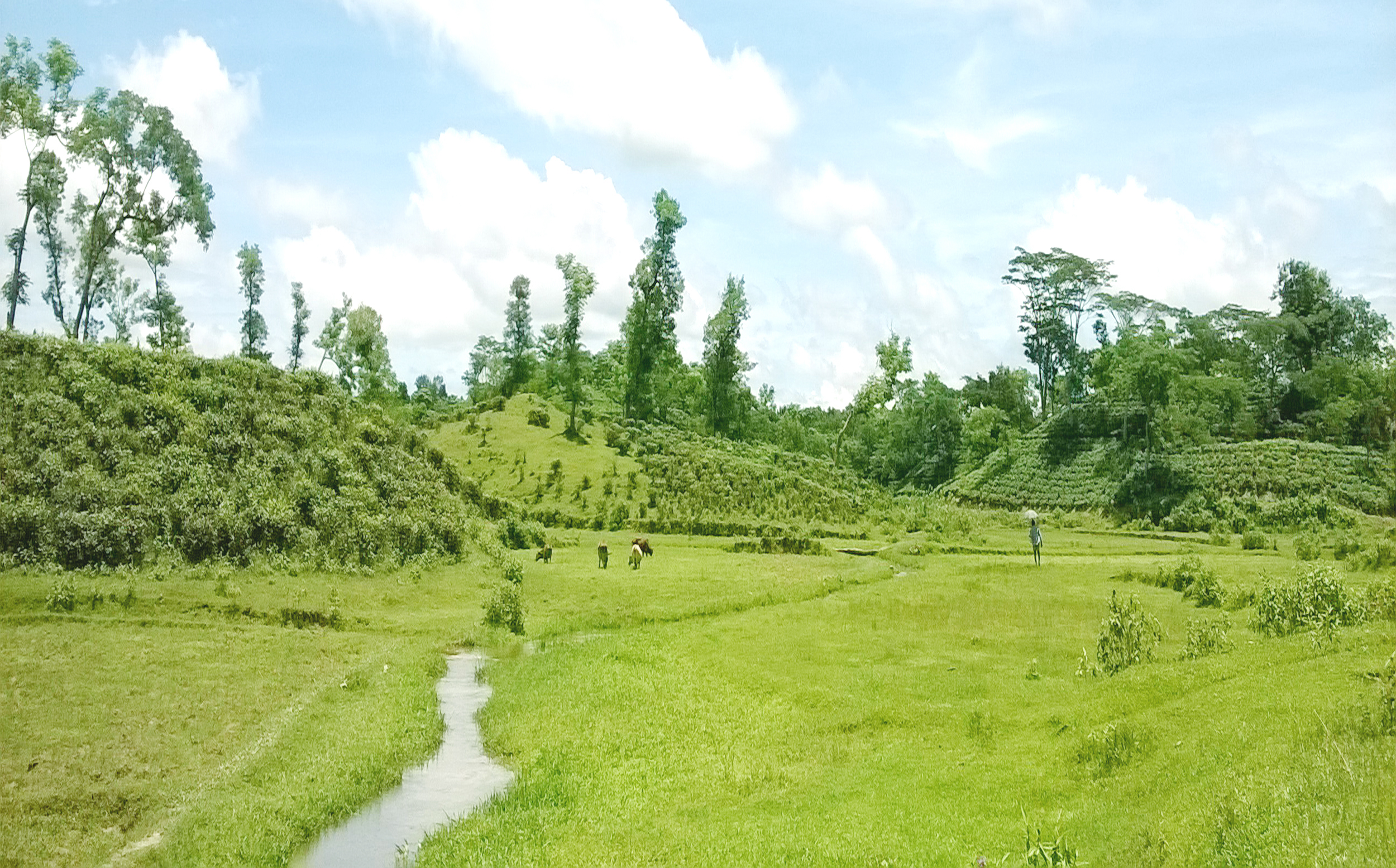মৌলভীবাজার জেলার একটি চা-বাগান। ছবি: Sujitpauldu / উইকিমিডিয়া কমন্স (CC BY-SA 4.0)