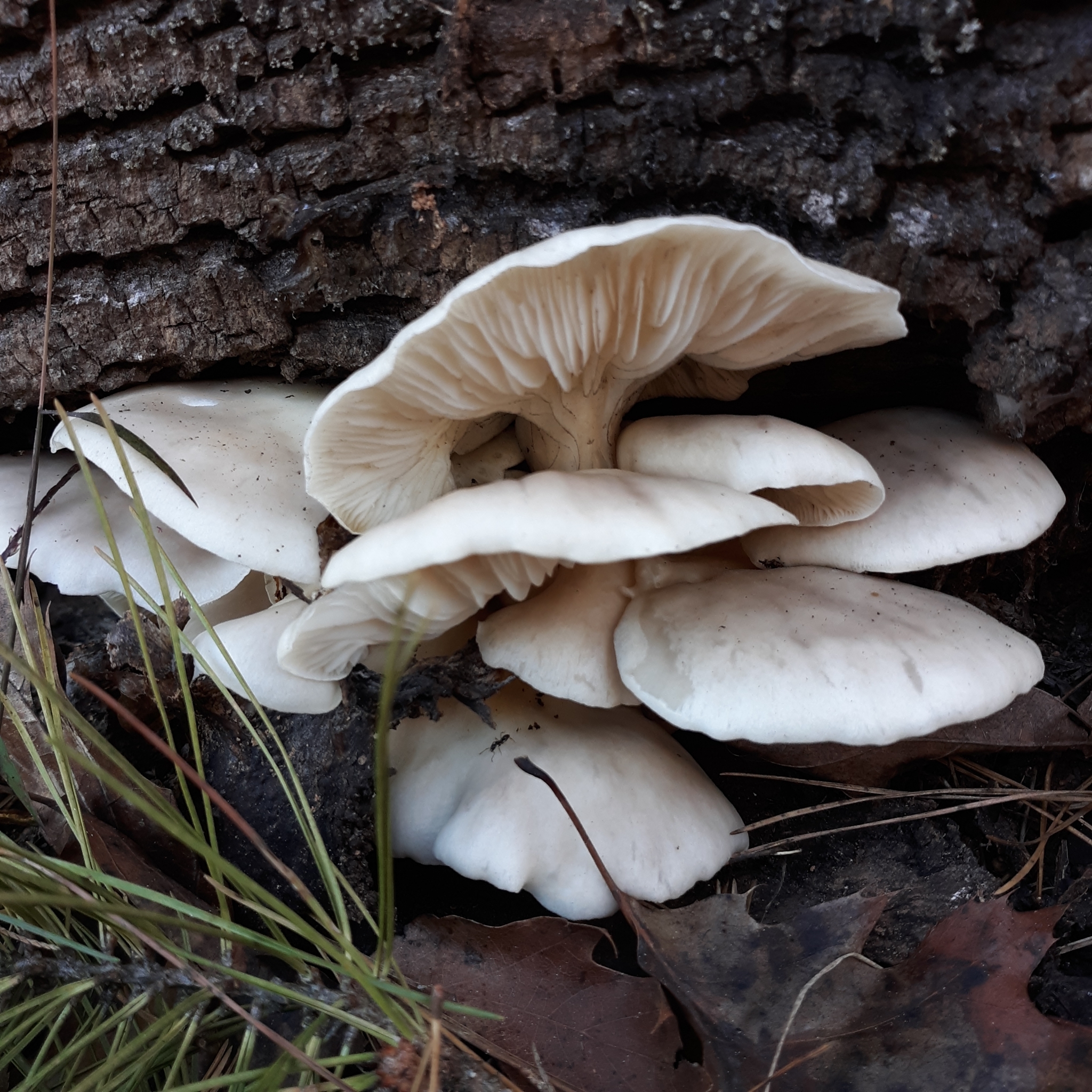ঝিনুক মাশরুম (Pleurotus ostreatus), বাংলাদেশে সবচেয়ে বেশি চাষ হওয়া মাশরুমের একটি জাত। ছবি: Rene Kimray / উইকিমিডিয়া কমন্স (CC BY 4.0)