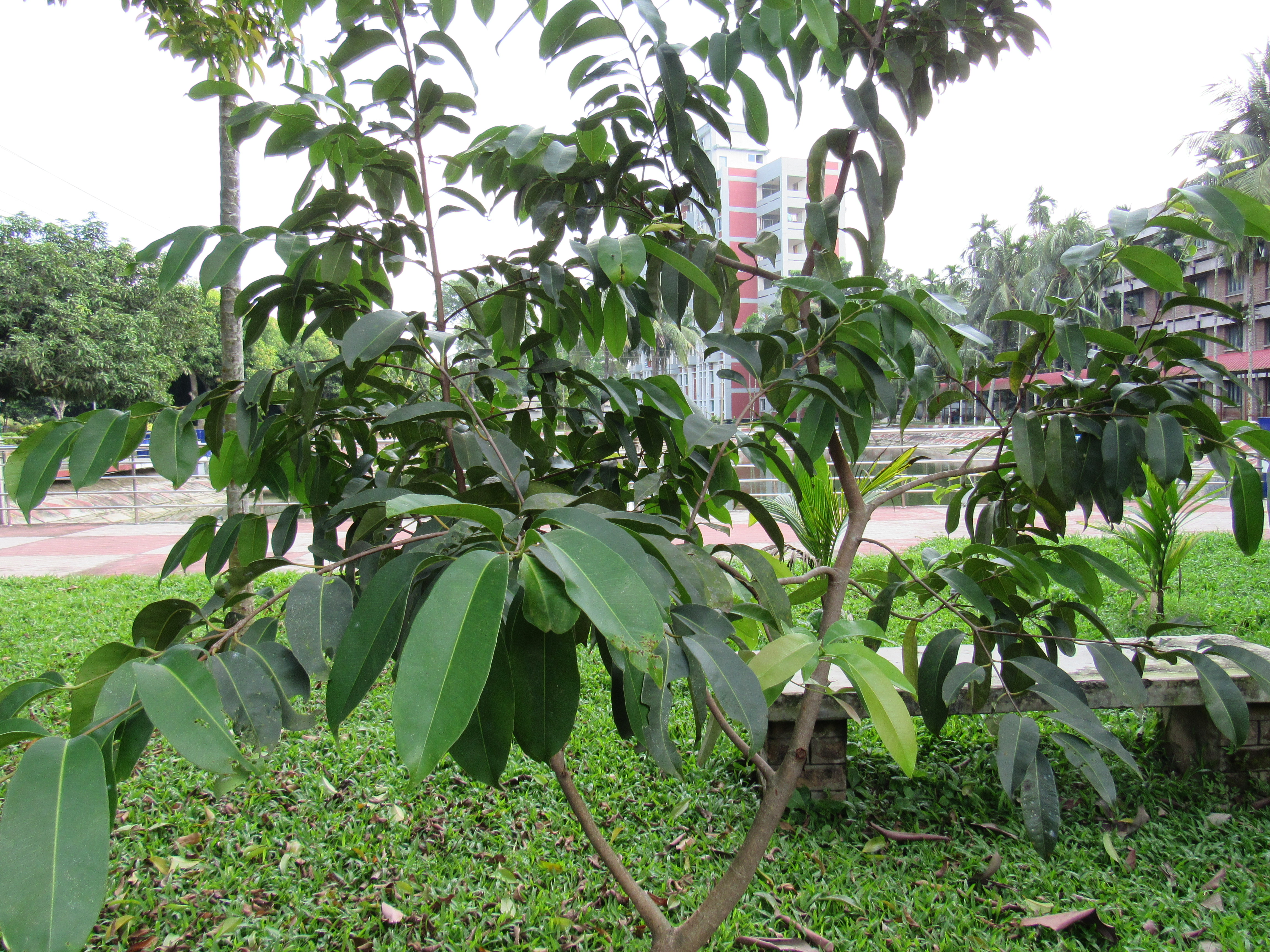 বগুড়ার পল্লী উন্নয়ন একাডেমি (আরডিএ) প্রাঙ্গণে একটি জাম গাছ। ছবি: Afifa Afrin / উইকিমিডিয়া কমন্স (CC BY-SA 3.0)