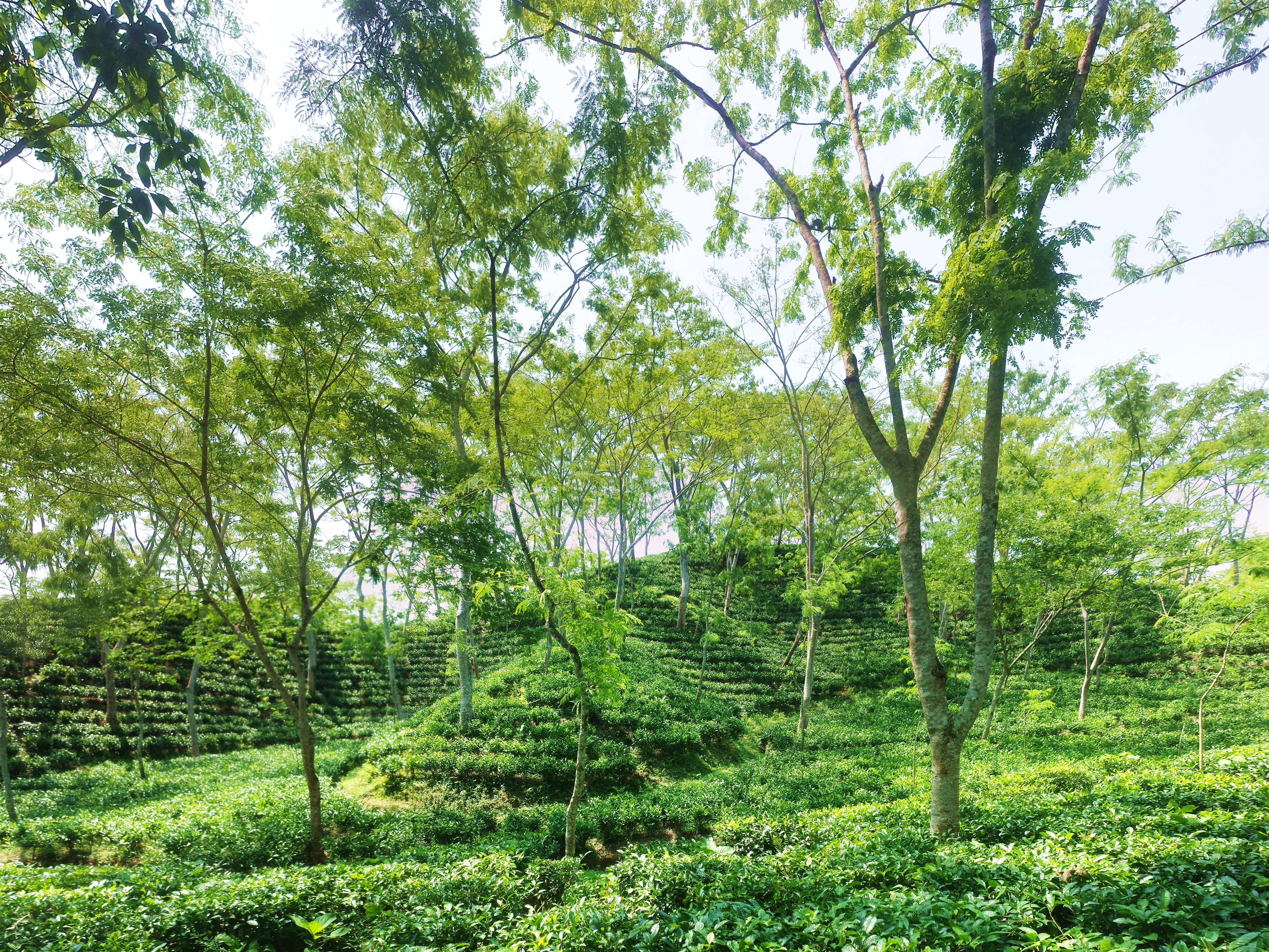 শ্রীমঙ্গলের একটি চা বাগান; এ উপজেলাকে দেশের চায়ের রাজধানী বলা হয়। ছবি: Mar11 / উইকিমিডিয়া কমন্স (CC BY-SA 4.0)