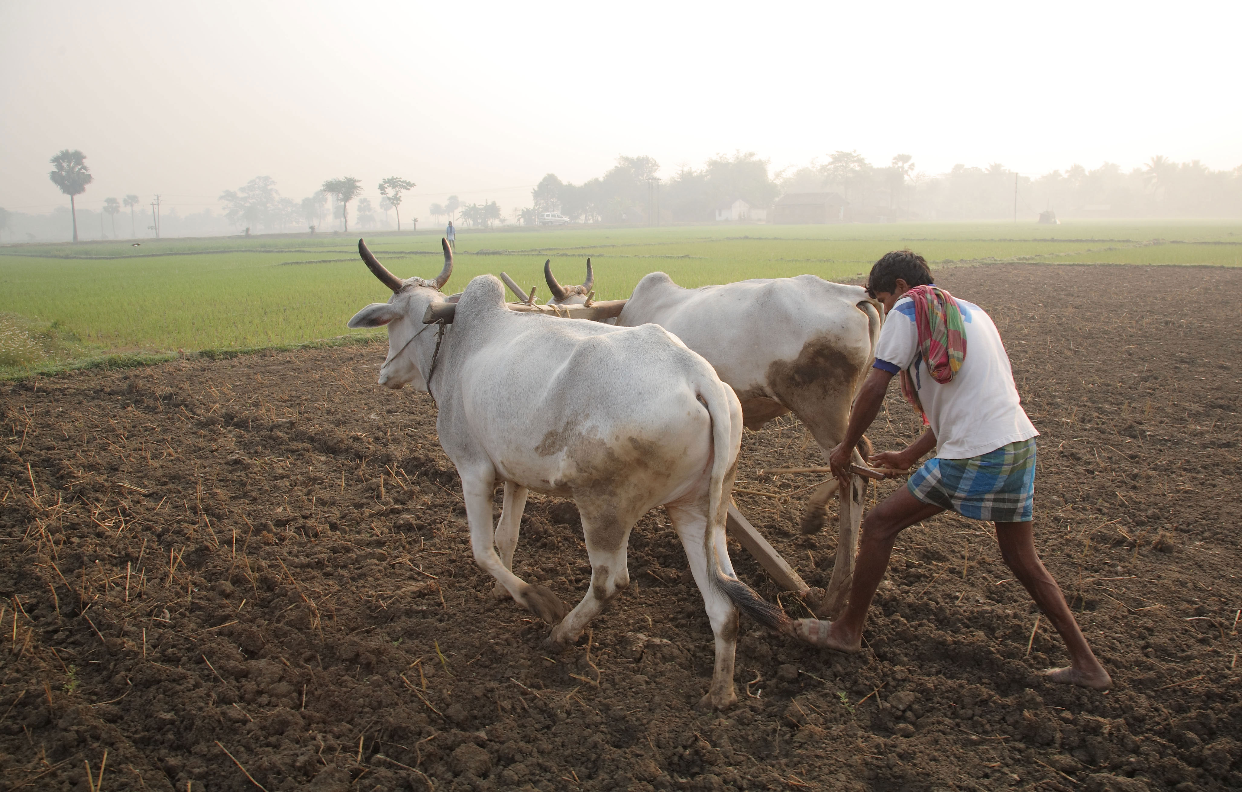 পশ্চিমবঙ্গের বহরমপুরের কদমতি গ্রামে বলদ দিয়ে জমি চাষ করছেন এক কৃষক (২০১০)। ছবি: ILRI / উইকিমিডিয়া কমন্স (CC BY 2.0)