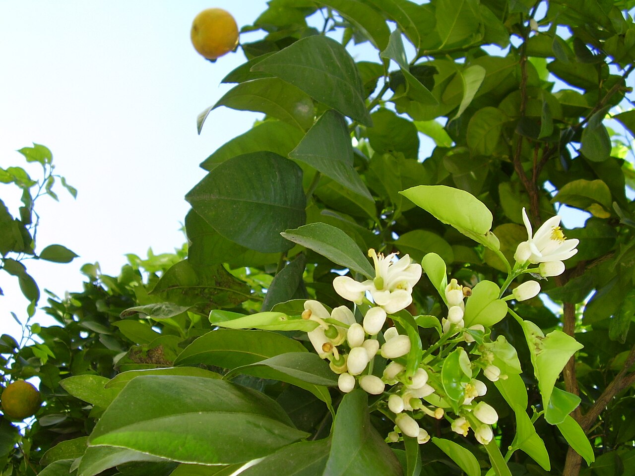 ডেঙ্গুর মৌসুমে চট্টগ্রামে মাল্টার দাম চড়া, বিদেশি মাল্টা ৫০০ টাকা পর্যন্ত