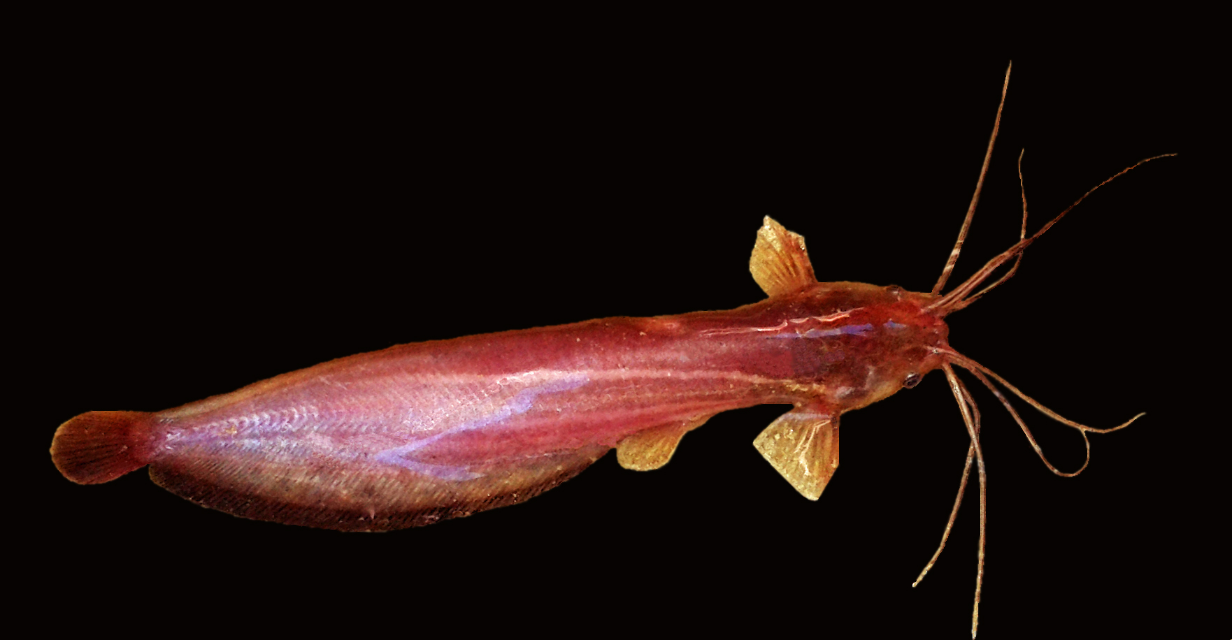 শিং মাছ (Heteropneustes fossilis), হ্যাচারিতে ব্যাপকভাবে উৎপাদিত ১২ প্রজাতির একটি। ছবি: দিব্য দত্ত / উইকিমিডিয়া কমন্স (CC BY-SA 4.0)