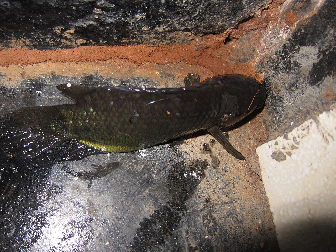 Koi, the climbing perch (Anabas testudineus). Photo: കാക്കര / Wikimedia Commons (CC BY-SA 3.0)
