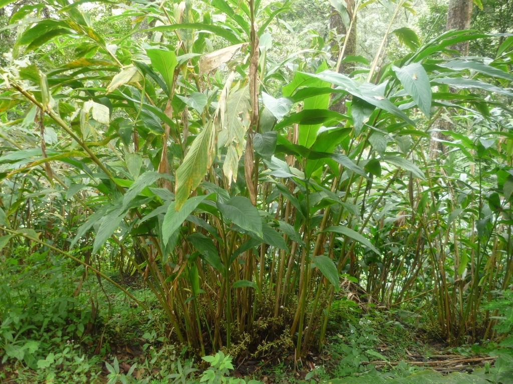 পূর্ণবয়স্ক এলাচ গাছ, ভারতের কেরালার মুন্নারের কাছে তোলা। ছবি: Melanurya / উইকিমিডিয়া কমন্স (পাবলিক ডোমেইন)