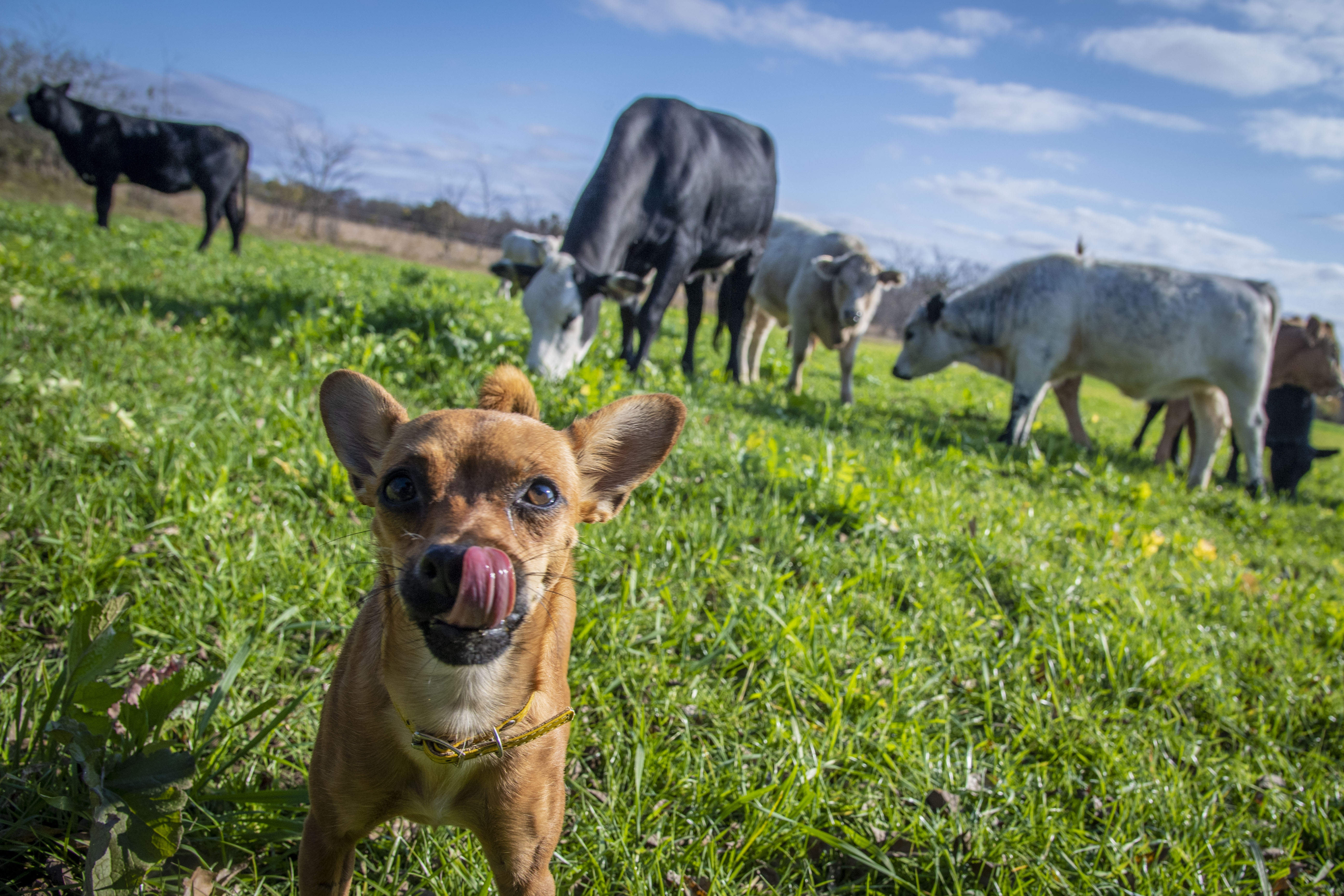 যুক্তরাষ্ট্রের ওকলাহোমা অঙ্গরাজ্যের ওকফাস্কি কাউন্টিতে একটি পারিবারিক খামারে মাংসের গরু, ২০১৮ সালের নভেম্বরে তোলা। ছবি: ইউএসডিএ / উইকিমিডিয়া কমন্স (পাবলিক ডোমেইন)