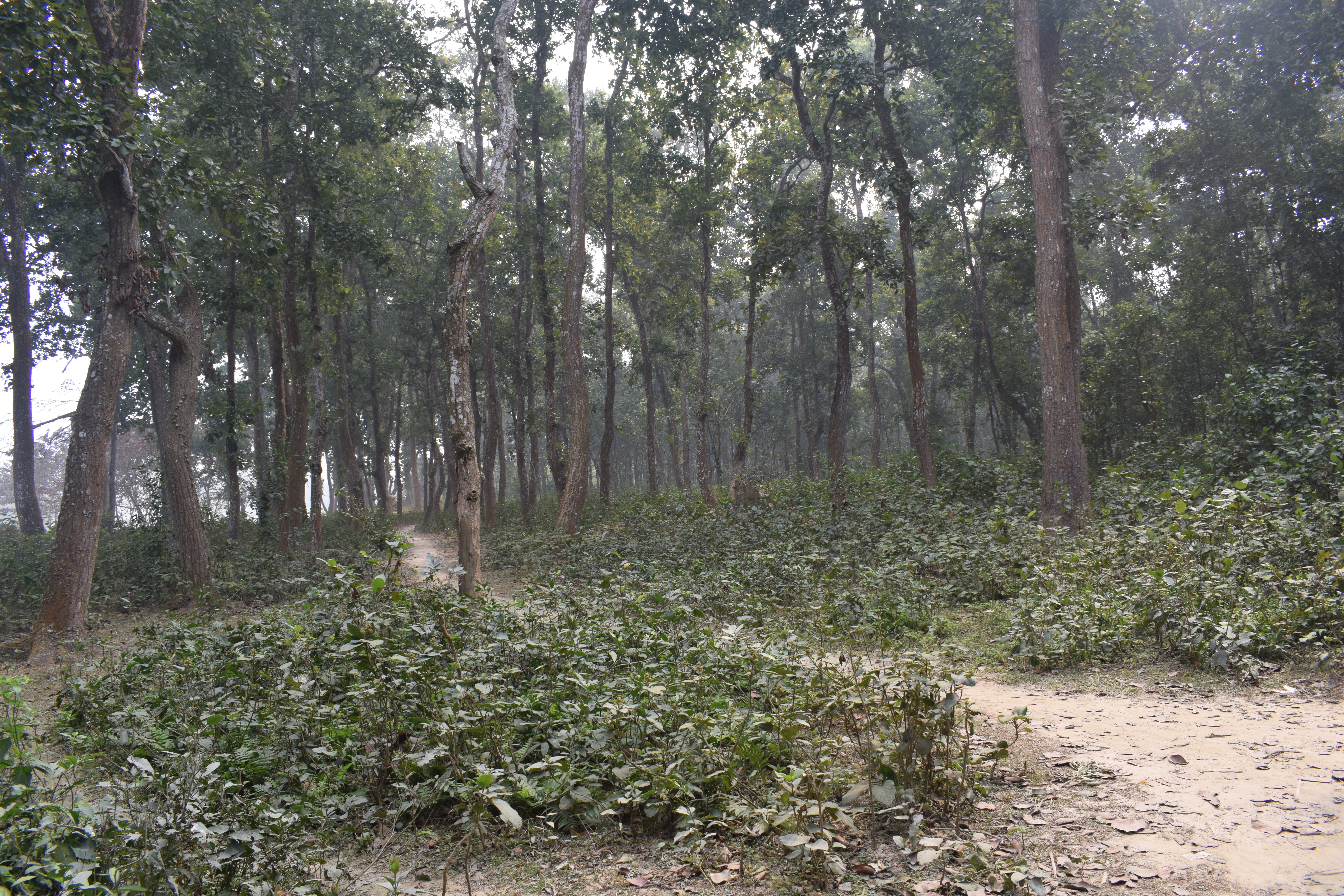 দিনাজপুরের বীরগঞ্জ উপজেলার সিংড়া জাতীয় উদ্যান। ছবি: Dolon Prova / উইকিমিডিয়া কমন্স (CC BY-SA 4.0)