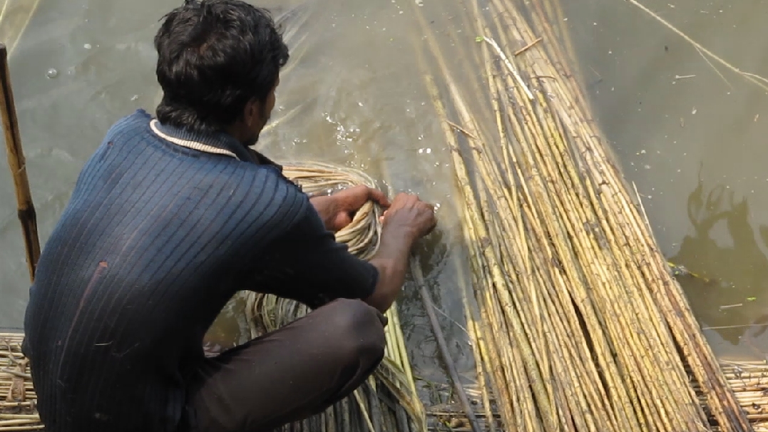 জাগ দেওয়া পাটগাছ থেকে আঁশ ছাড়াচ্ছেন একজন শ্রমিক, ভারতের পশ্চিমবঙ্গের নদিয়ায় তোলা। ছবি: Susantab / উইকিমিডিয়া কমন্স (CC BY-SA 3.0)