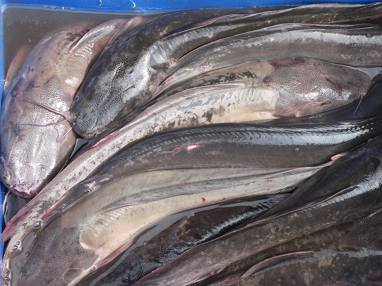 Magur, the walking catfish (Clarias batrachus). Photo: Rajesh dangi at English Wikipedia / Wikimedia Commons (CC BY 2.5)