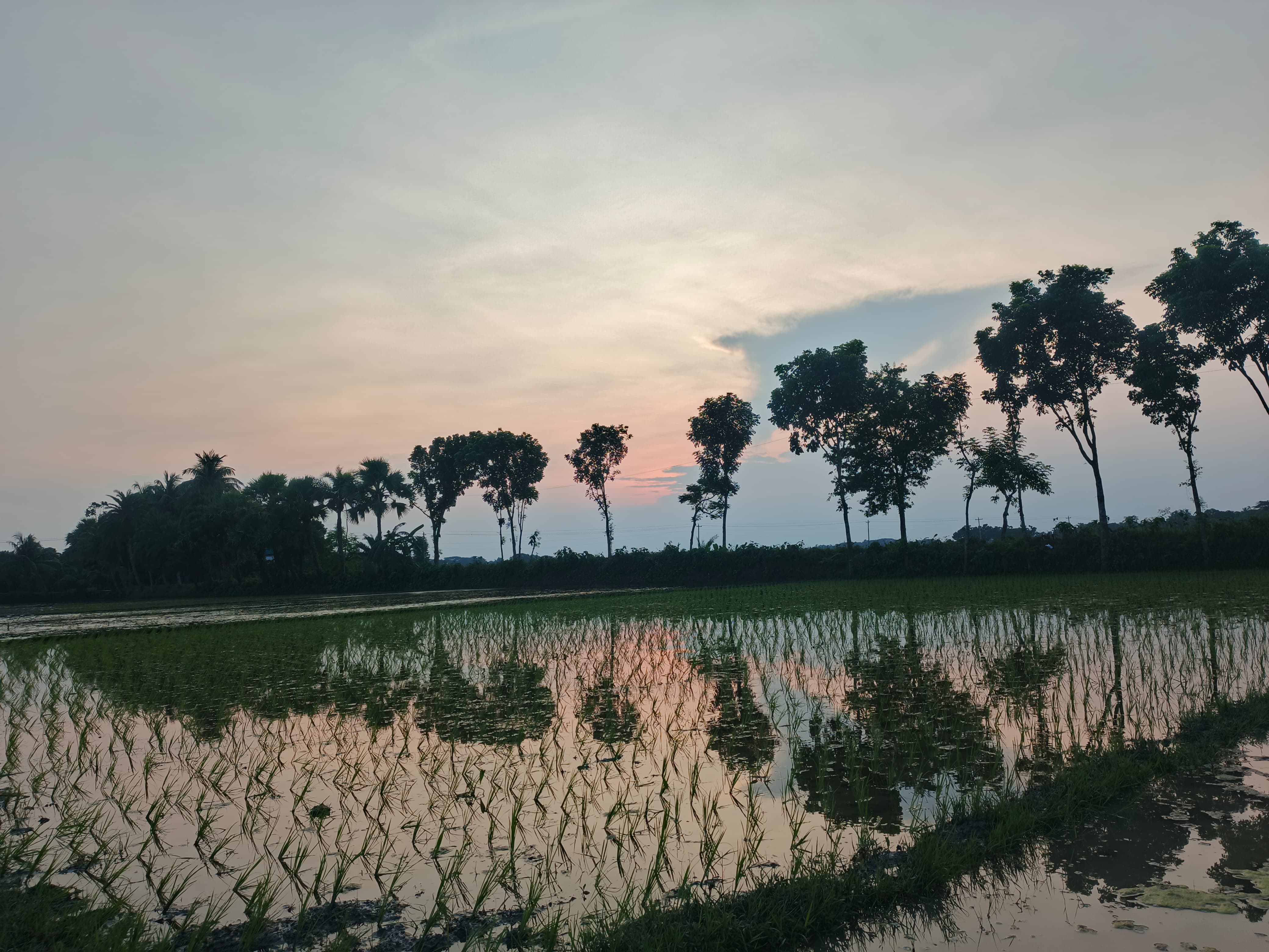 বাংলাদেশের গ্রামে সদ্য রোপণ করা ধানের চারা। ছবি: MdRamjanAliWiki / উইকিমিডিয়া কমন্স (CC BY 4.0)