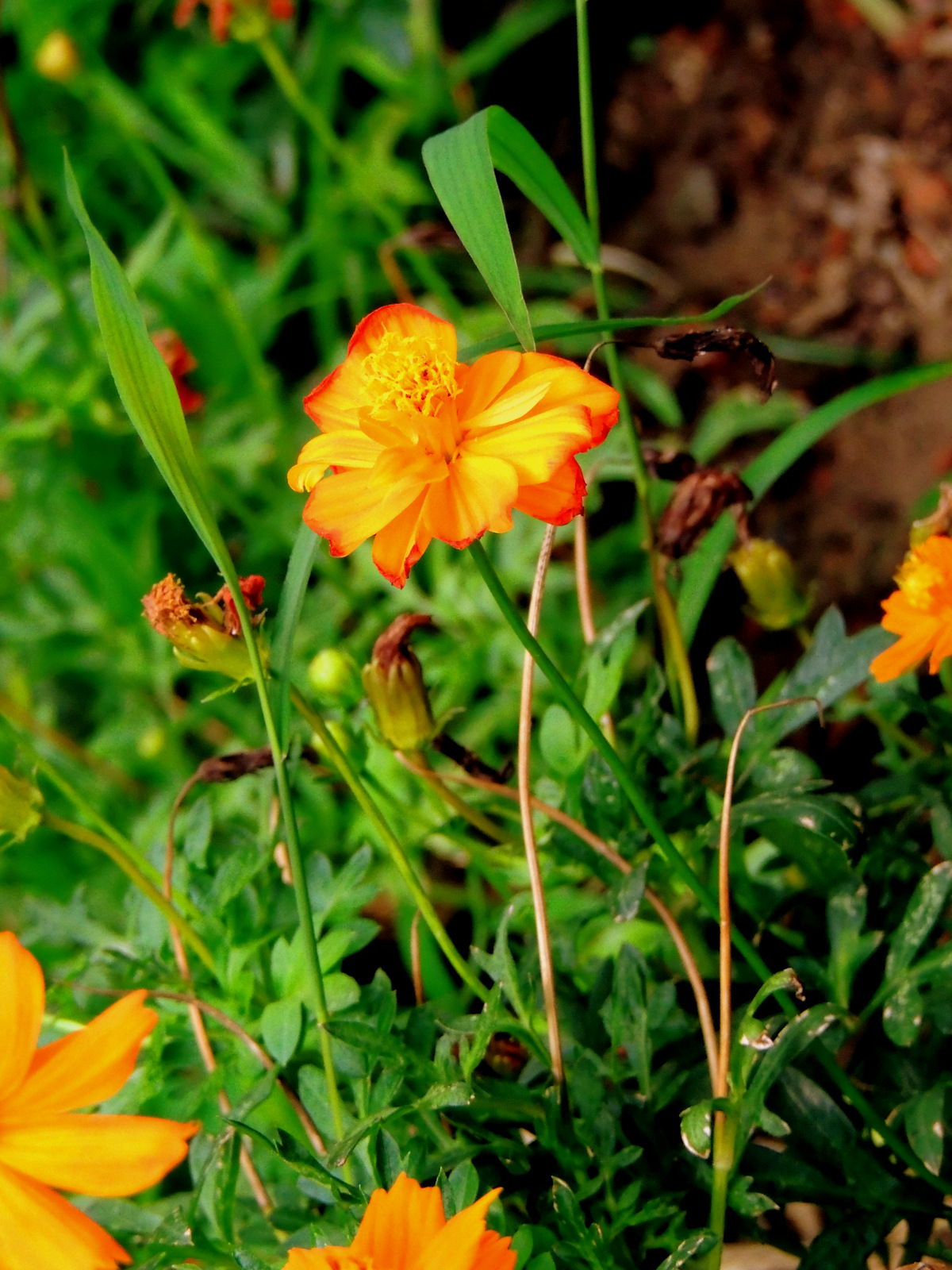 ফুটে থাকা ফরাসি গাঁদা (Tagetes patula)। ছবি: AninditaBD / উইকিমিডিয়া কমন্স (CC BY-SA 4.0)