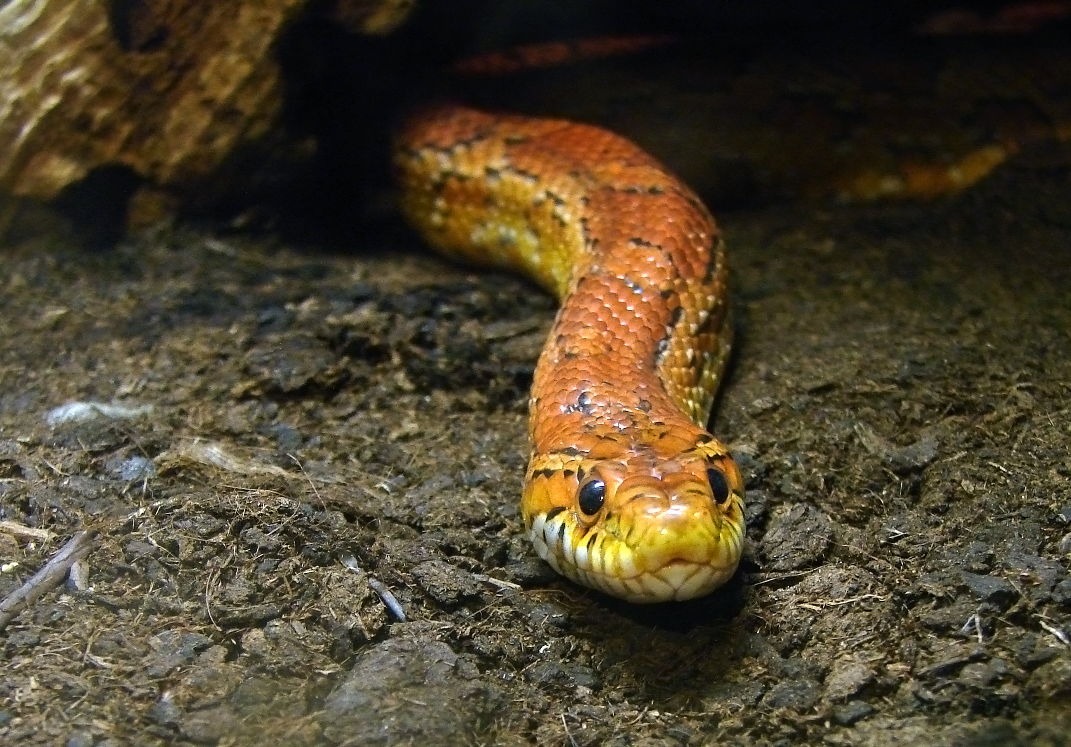 কর্ন সাপ (Pantherophis guttatus), যুক্তরাষ্ট্রের একটি নির্বিষ সাপ। ছবি: Vassil / উইকিমিডিয়া কমন্স (পাবলিক ডোমেইন)