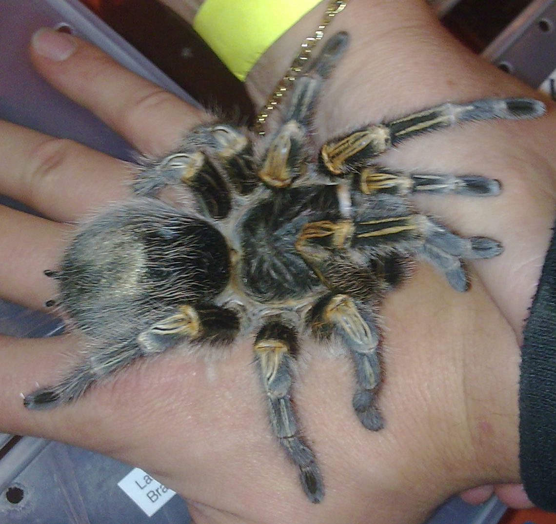 চাকো গোল্ডেন নি ট্যারান্টুলা (Grammostola pulchripes), রূপনগরে উদ্ধার হওয়া গোল্ডেন চাকুনি ট্যারান্টুলার প্রজাতি। ছবি: SchranzKIND / উইকিমিডিয়া কমন্স (পাবলিক ডোমেইন)