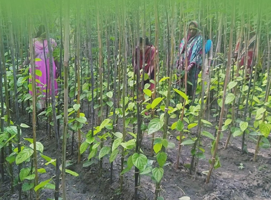 সুখপাড়ার পানের বরজে বছরের ১১ মাস ফলন, বিঘায় দেড় লাখ টাকা আয়