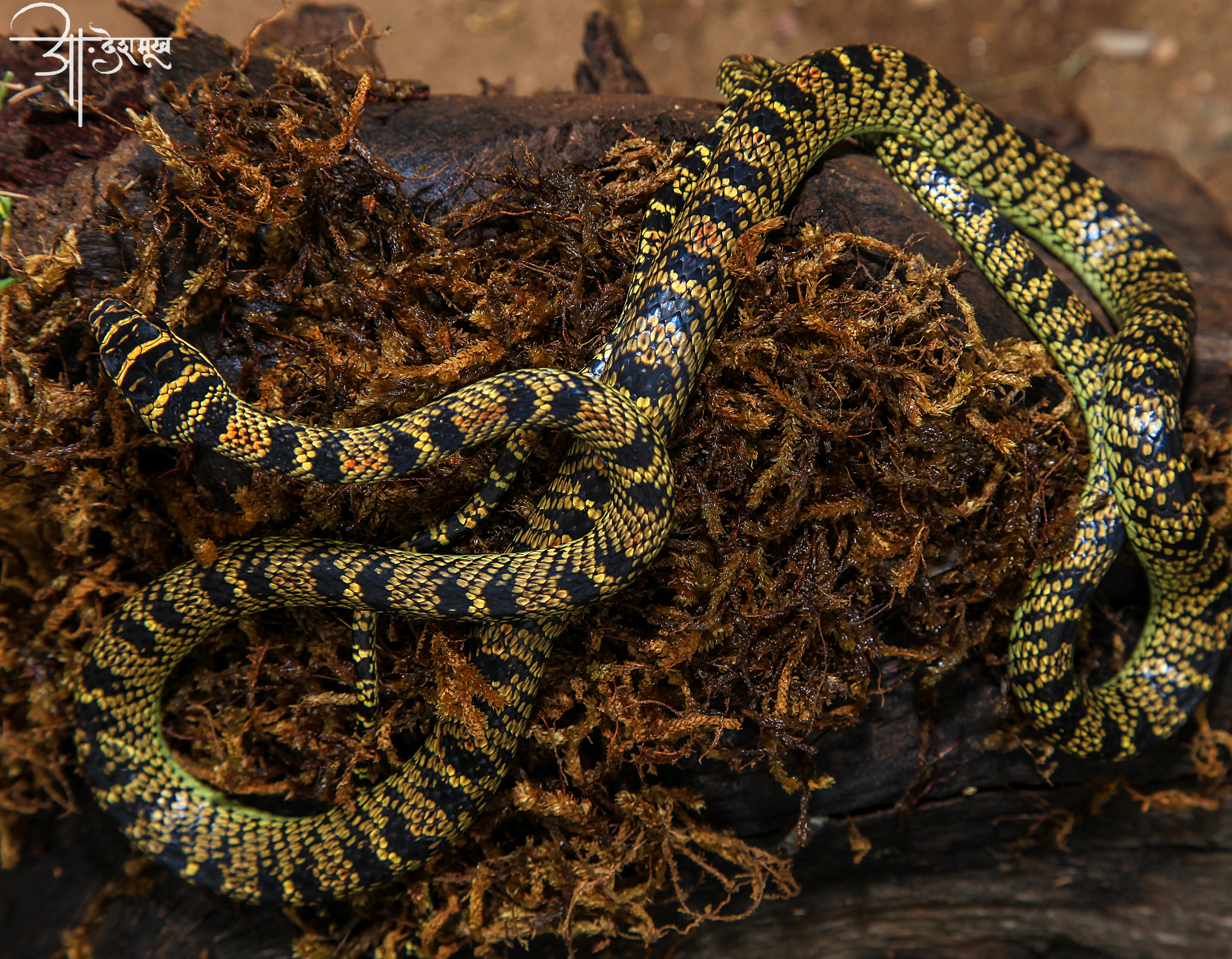 কালনাগিনীর (Chrysopelea ornata) শরীরের নকশা, ভারতে তোলা। ছবি: Akash M. Deshmukh / উইকিমিডিয়া কমন্স (CC BY-SA 4.0)