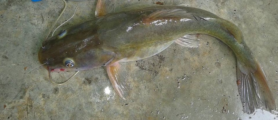 Ayre, the long-whiskered catfish (Sperata aor). Photo: Sufe / Wikimedia Commons (CC BY-SA 4.0)