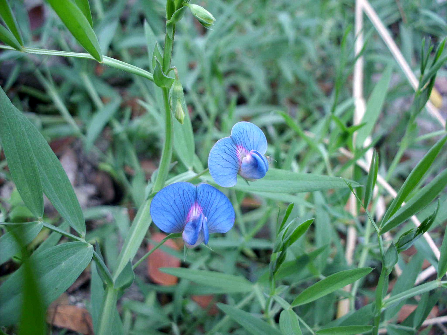 চট্টগ্রামের সন্দ্বীপে খেসারি (Lathyrus sativus) গাছের ফুল। ছবি: Rahat Rahim / উইকিমিডিয়া কমন্স (CC BY-SA 3.0)