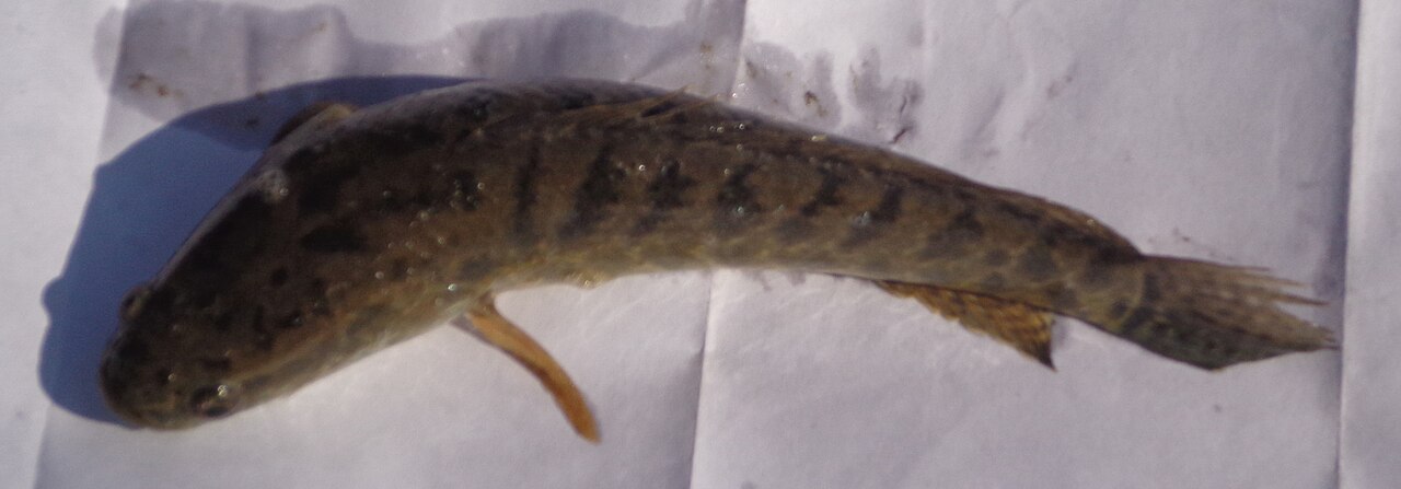 Taki, the spotted snakehead (Channa punctata) — Mohanganj, Netrokona. Photo: Anup Sadi / Wikimedia Commons (CC BY-SA 4.0)