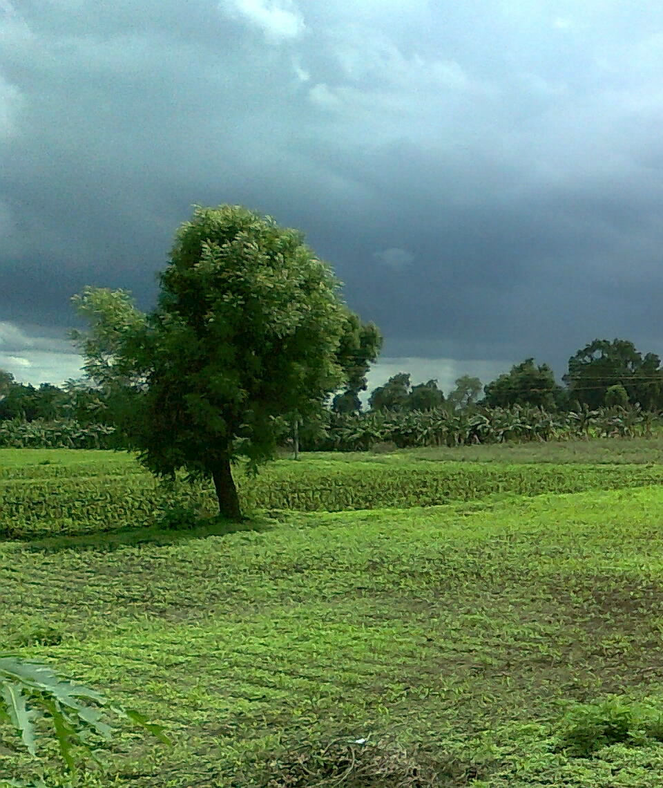 একটি পূর্ণবয়স্ক নিমগাছ, ভারতের মহারাষ্ট্রের একটি গ্রামে তোলা। ছবি: Abhi / উইকিমিডিয়া কমন্স (CC BY-SA 3.0)
