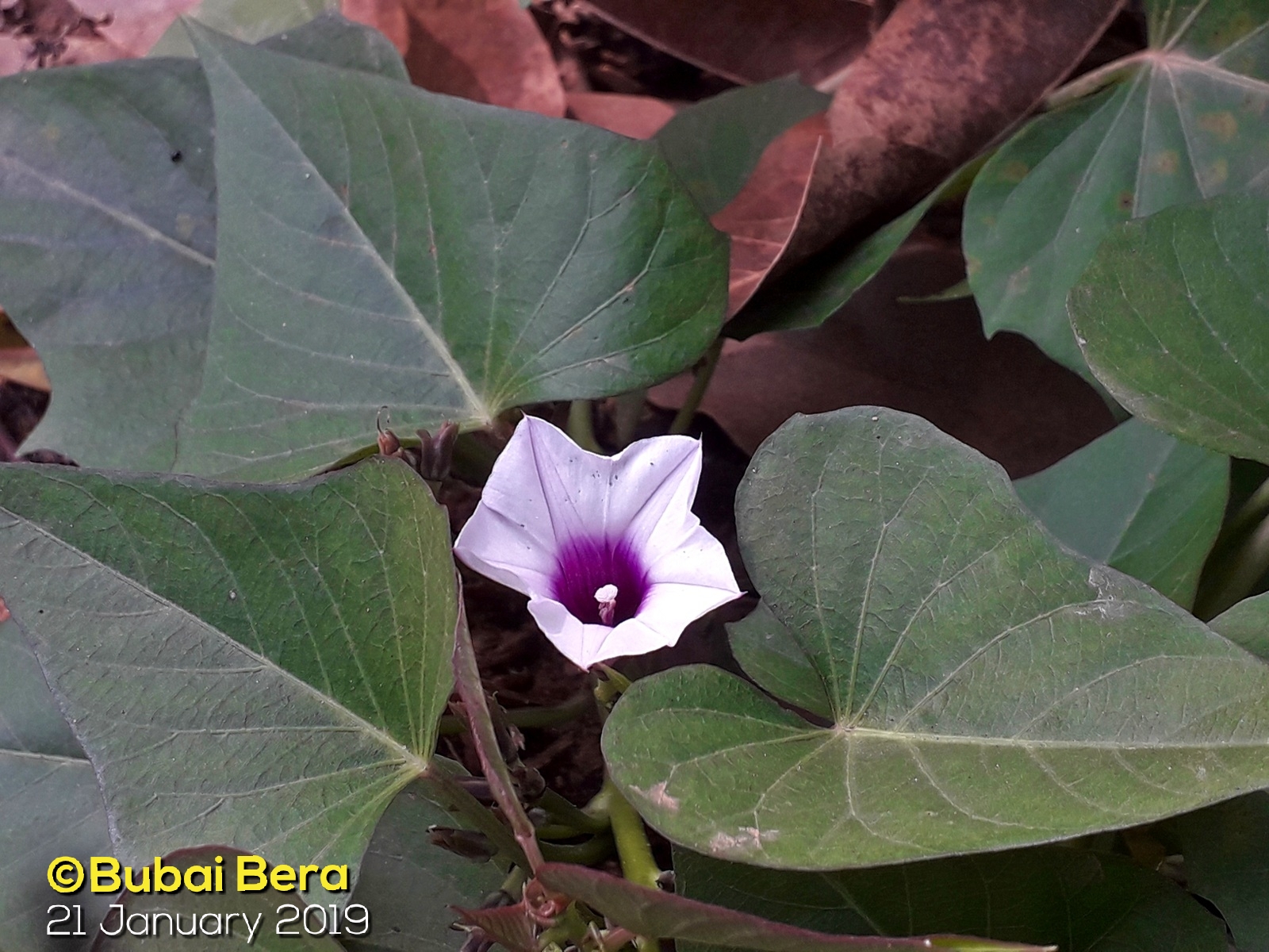 মিষ্টি আলুর লতা ও পাতা। ছবি: Bubai Bera / উইকিমিডিয়া কমন্স (CC BY-SA 4.0)
