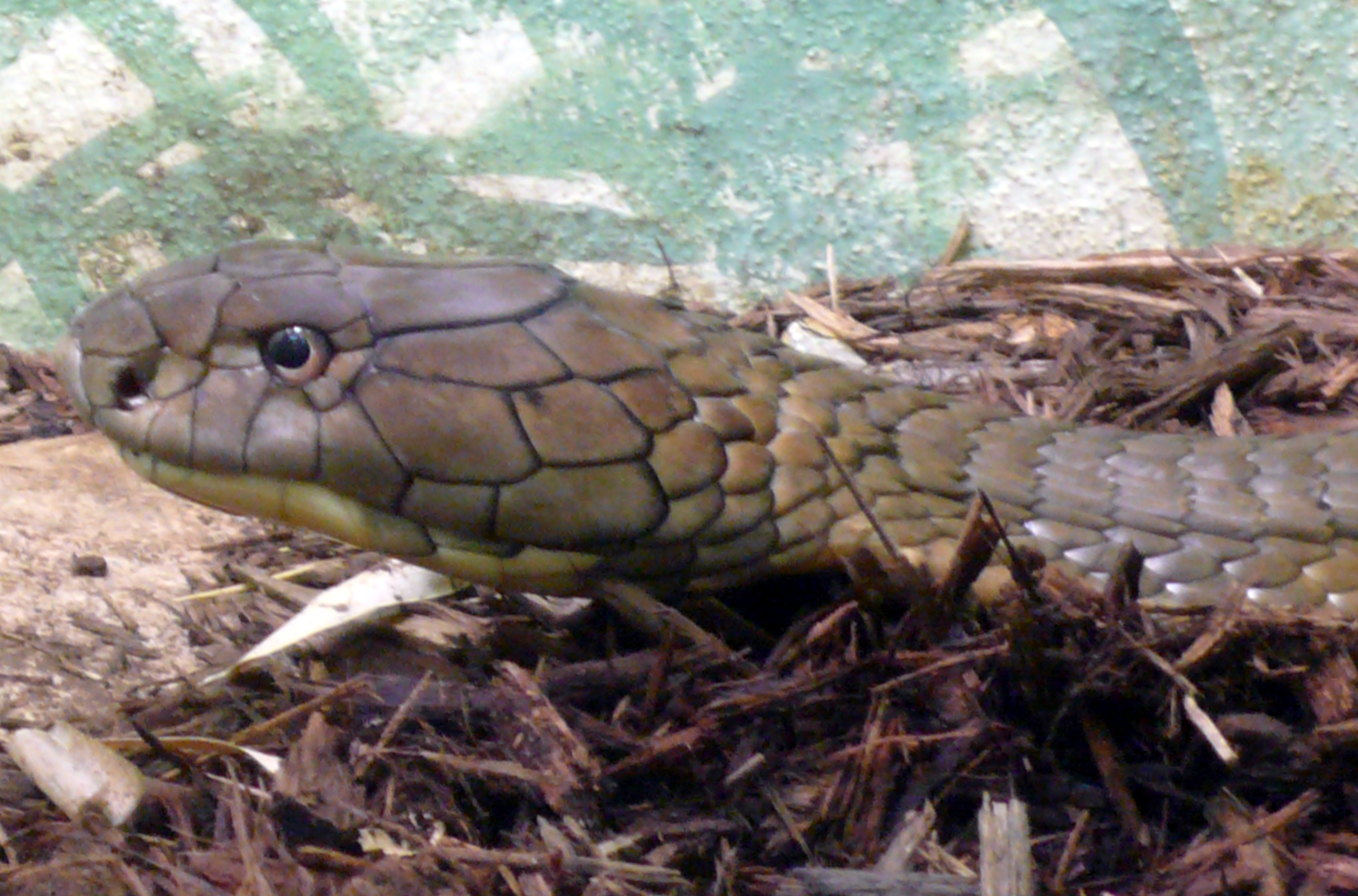 কিং কোবরা (Ophiophagus hannah), পটুয়াখালীর খামারে থাকা প্রজাতিগুলোর একটি; প্রতীকী ছবি, খামারে তোলা নয়। ছবি: TimVickers / উইকিমিডিয়া কমন্স (পাবলিক ডোমেইন)
