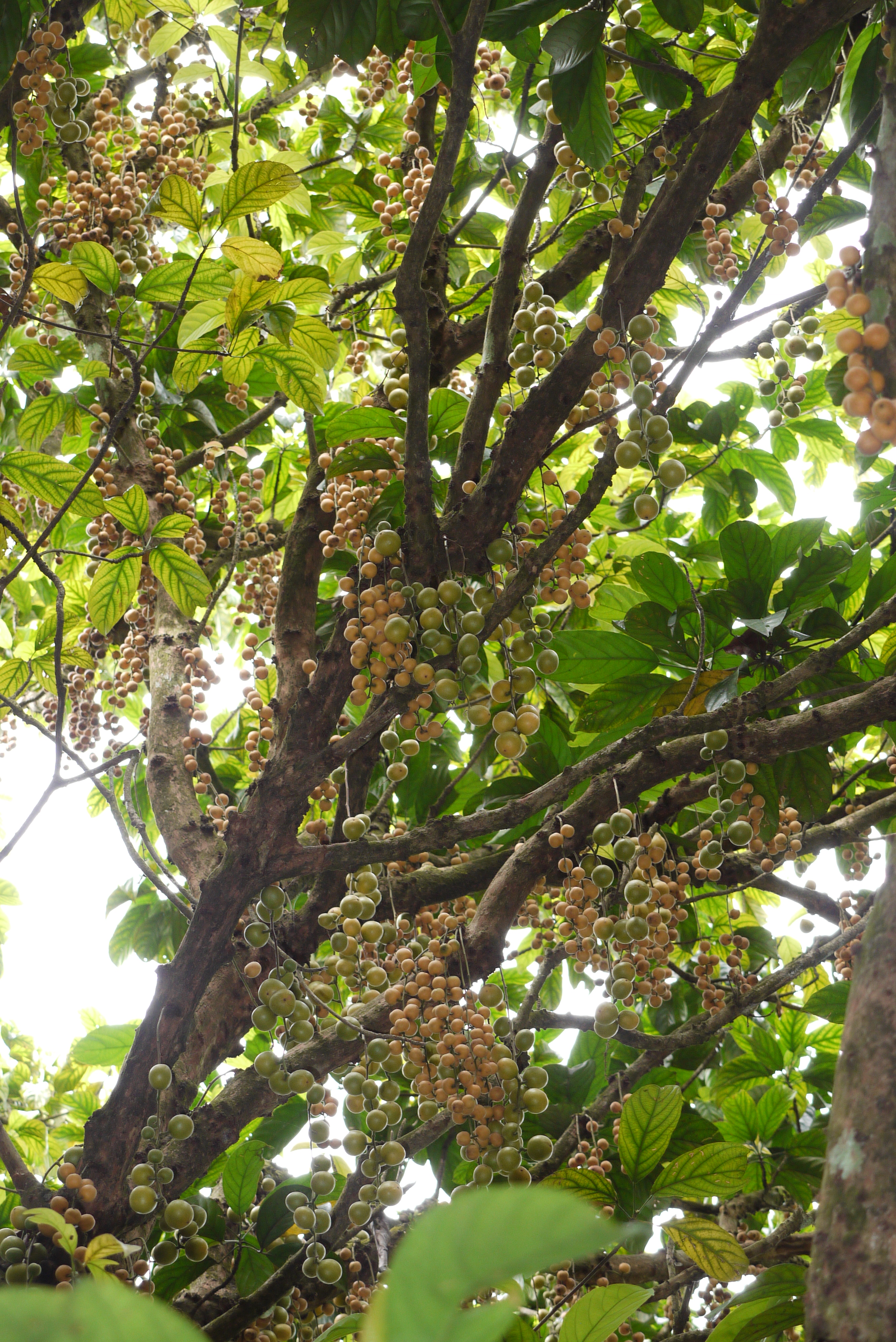 গাছের ডাল ও কাণ্ডজুড়ে থোকায় থোকায় ধরা র‍্যাম্বাই বা লটকন জাতীয় ফল, মালয়েশিয়ার সেলাঙ্গরে মার্ডির দুর্লভ ফলের জিন ব্যাংকে তোলা। ছবি: NusHub / উইকিমিডিয়া কমন্স (CC BY-SA 3.0)