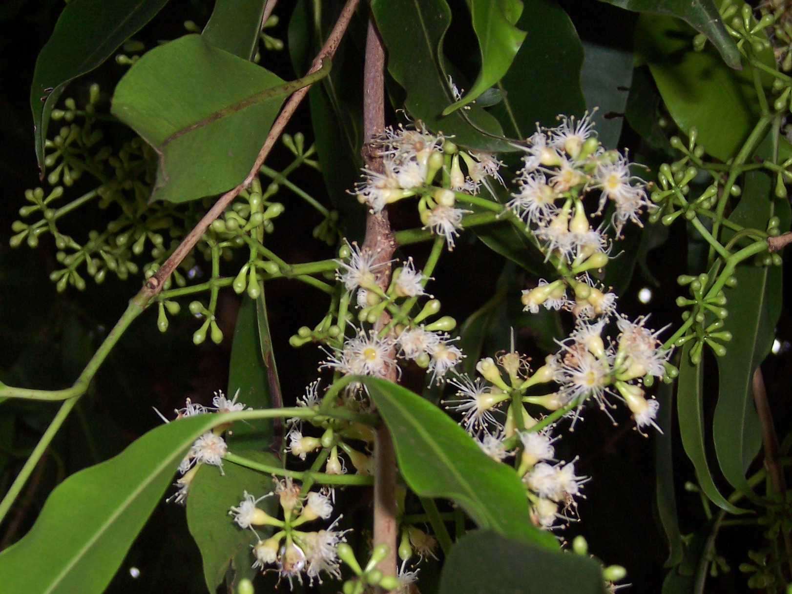 জামের (Syzygium cumini) ফুল; ছবিটি রেউনিওঁ দ্বীপে তোলা। ছবি: B.navez / উইকিমিডিয়া কমন্স (CC BY-SA 3.0)