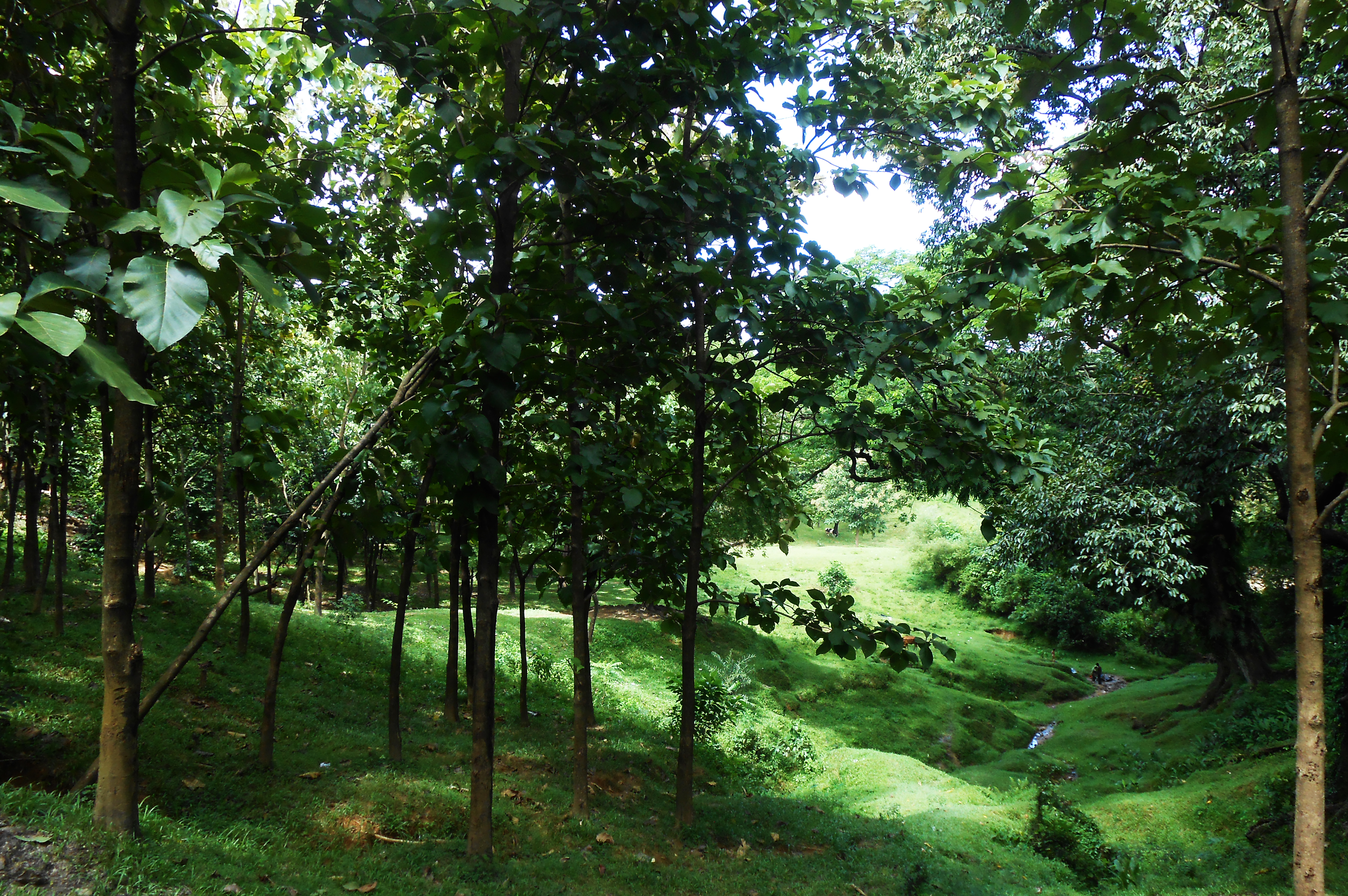 চট্টগ্রামের সেন্ট্রাল রেলওয়ে বিল্ডিং (সিআরবি) এলাকার সবুজ অংশ। ছবি: মোহিন রিয়াদ / উইকিমিডিয়া কমন্স (সিসি বাই-এসএ ৪.০)
