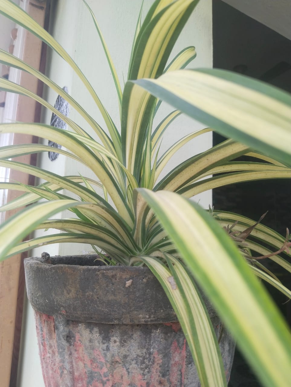 টবে স্পাইডার প্ল্যান্ট (Chlorophytum comosum), ঘরে রাখার মতো আরেকটি পরিচিত গাছ। ছবি: Nithyashree Balasupramaniyan / উইকিমিডিয়া কমন্স (CC0)