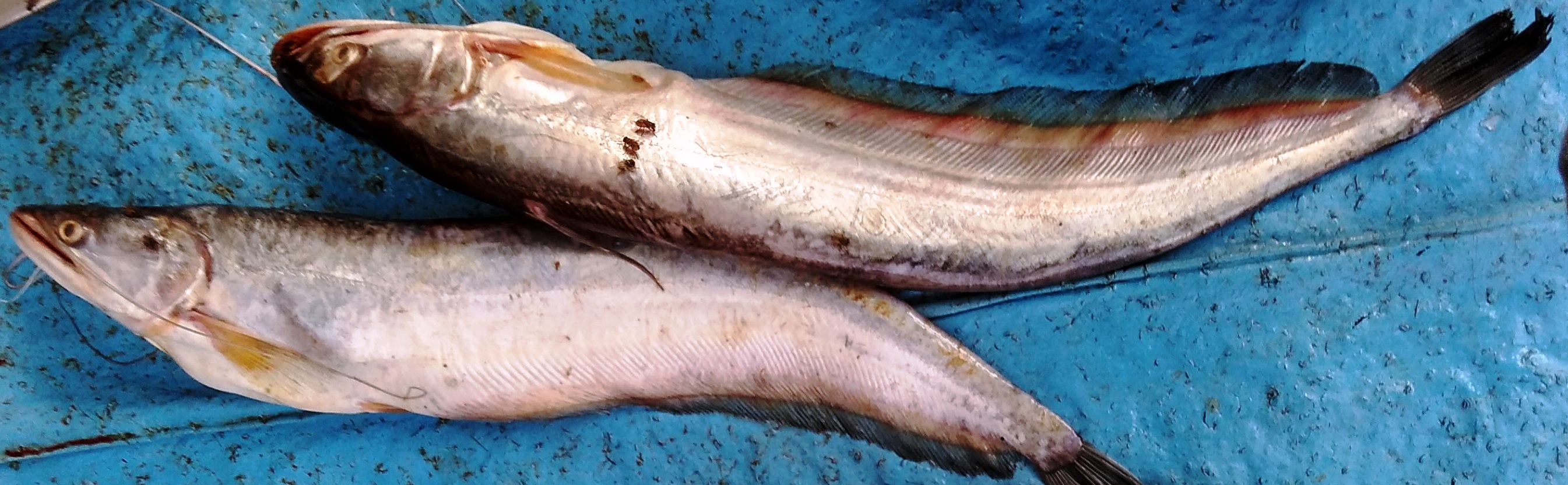 বোয়াল (Wallago attu), মিঠাপানির একটি মাগুরজাতীয় মাছ। ঘোষণাপত্রে এই মাছের কথা লেখা ছিল বলে কাস্টমস জানায়। ছবি: Salil Kumar Mukherjee / উইকিমিডিয়া কমন্স (CC BY-SA 4.0)