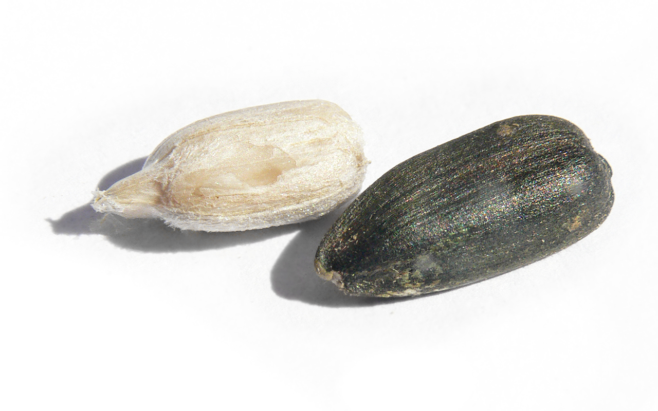 Sunflower seeds, in and out of the shell. Photo: Benjamint444 / Wikimedia Commons (CC BY-SA 3.0)
