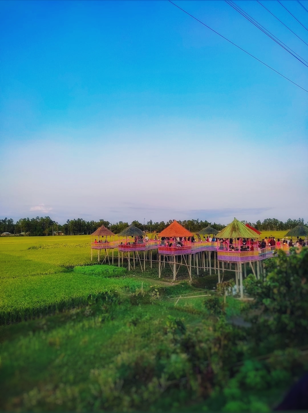 কুড়িগ্রাম জেলার রৌমারীর গ্রামীণ প্রকৃতি। ছবি: Tanvir Rahat / উইকিমিডিয়া কমন্স (CC BY-SA 4.0)